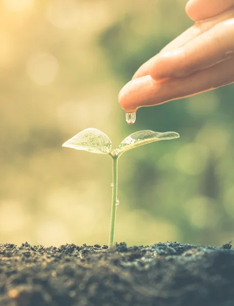 Hand wässert einen wachsenden Baum — Stockfoto