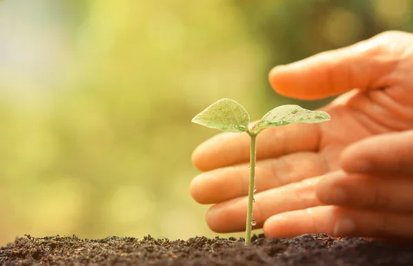 Hände wachsen und pflegen Baum — Stockfoto