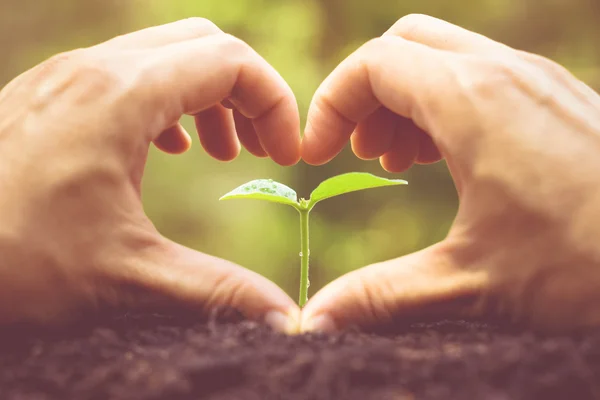 Die Natur lieben und schützen — Stockfoto