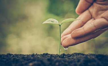 Bir ağaç büyüyen sulama el 