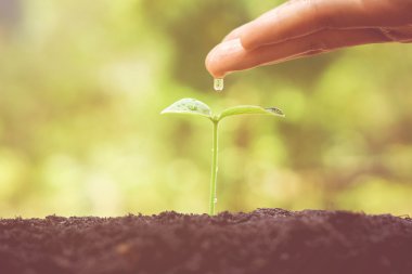 Bir ağaç büyüyen sulama el 