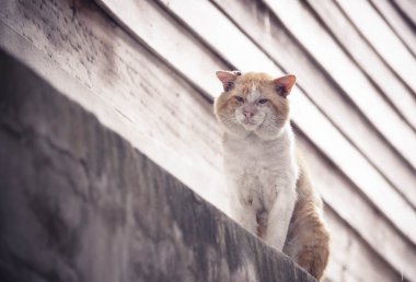 Eski erkek kedi