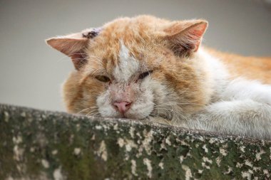 Eski erkek kedi