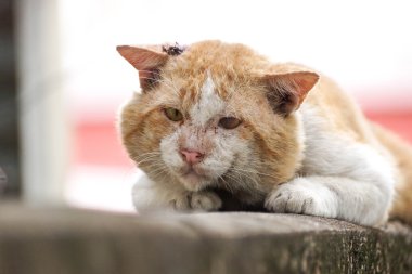 Eski erkek kedi