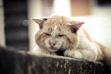 Eski erkek kedi