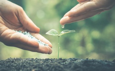 Bebek bitki beslenmesi