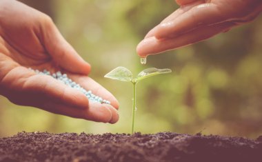 Bebek bitki beslenmesi