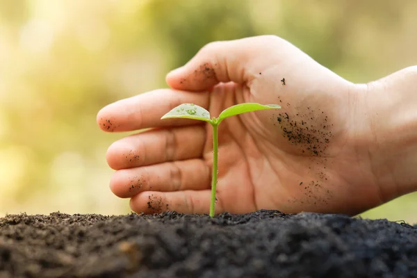 Baum von Hand anbauen und pflegen — Stockfoto