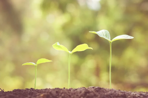 Jeunes plants de bébé en croissance — Photo