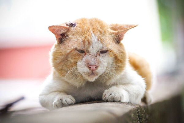 Old male cat