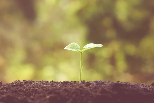 Germinazione pianta giovane — Foto Stock