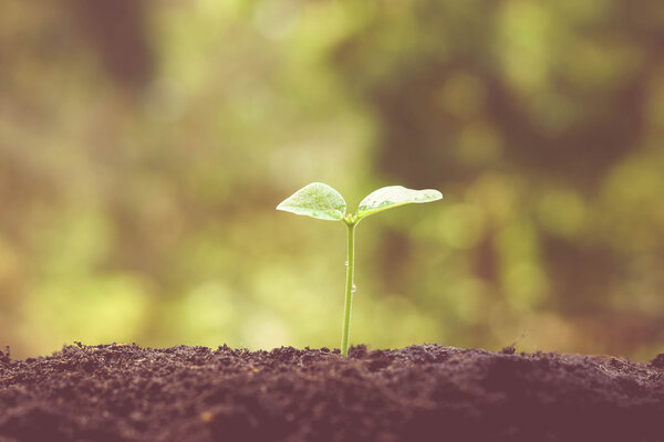 germination young plant