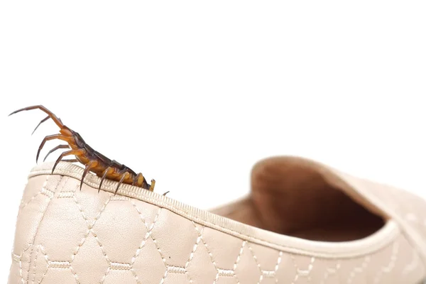 Centipede getting in a shoe — Stock Photo, Image