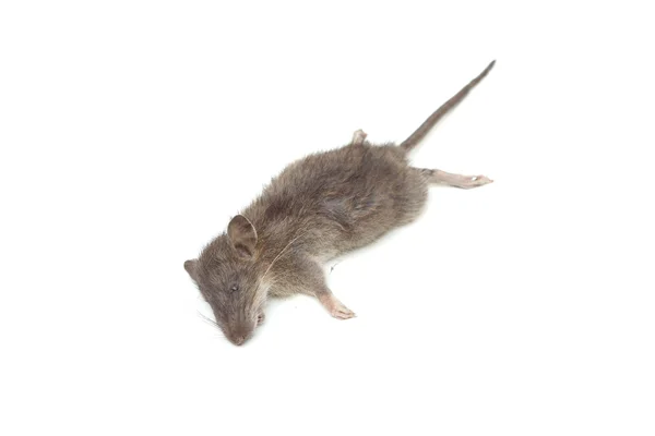 Rato morto isolado — Fotografia de Stock