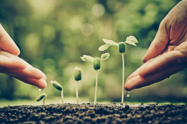 Handen voeden en de planten water geven — Stockfoto