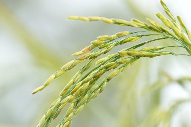 Pirinç bitki tohumları ile