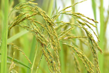 Pirinç bitki tohumları ile