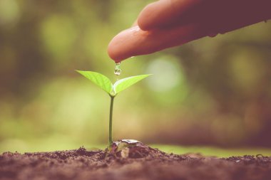 Genç bitki yetiştirme besleyici el 