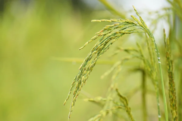 Planta de arroz com sementes — Fotografia de Stock