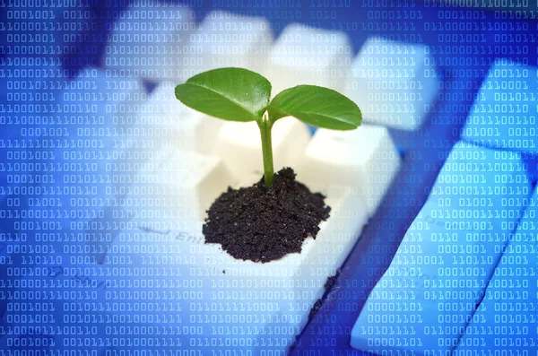 Árbol creciendo en una computadora — Foto de Stock