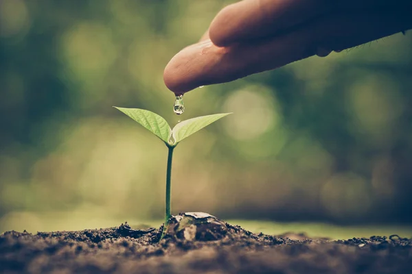 Mão cultivar plantas jovens — Fotografia de Stock