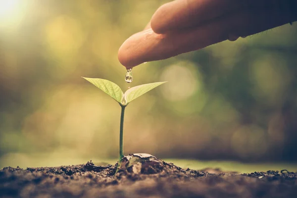 Mão cultivar plantas jovens — Fotografia de Stock