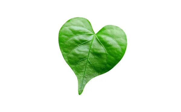 Zelený list v srdci — Stock fotografie