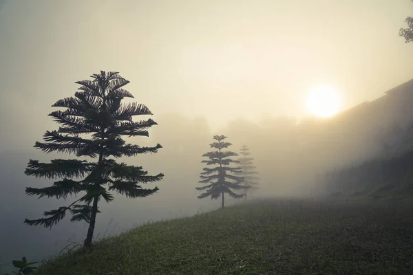 Eine Kiefer Einem Berghang Mit Nebel Und Sonnenaufgang lizenzfreie Stockbilder