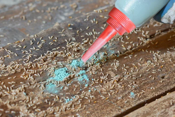 Termites Destroying Wood Ground Problem House Concept — Stock Photo, Image