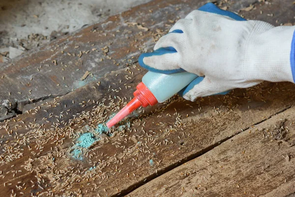Termiten Zerstören Holz Aus Dem Boden Problem Hauskonzept Stockbild