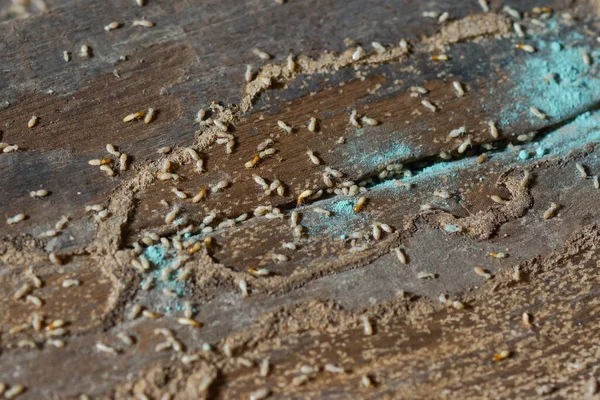 Termiten Killer Pulver Auf Holz Auftragen lizenzfreie Stockfotos