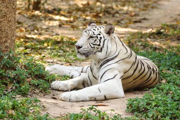 Vit Bengalisk Tiger Liggande Marken — Stockfoto