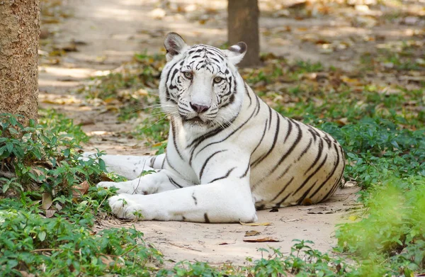 Vit Bengalisk Tiger Liggande Marken — Stockfoto