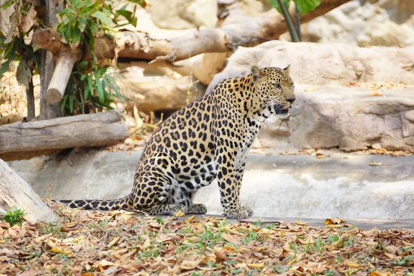 Tarnfähigkeit Eines Leoparden — Stockfoto