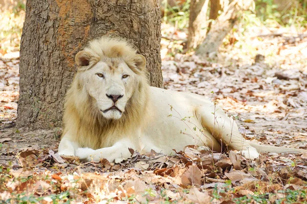 Männlicher Weißer Löwe Unter Dem Baum Stockfoto
