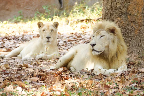 Männliche Und Weibliche Löwen Sitzen Unter Dem Baum Stockbild