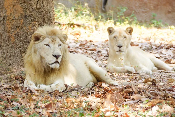 Männliche Und Weibliche Löwen Sitzen Unter Dem Baum lizenzfreie Stockbilder