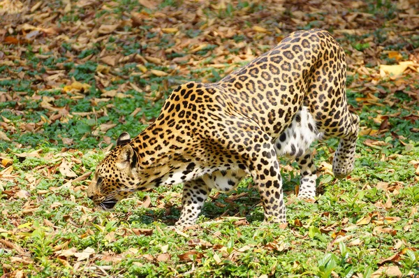 Tarnfähigkeit Eines Leoparden — Stockfoto