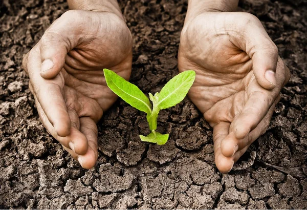 Two hands holding green plan — Stock Photo, Image