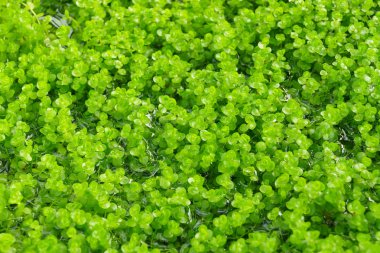 yeşil yaprakları duvar