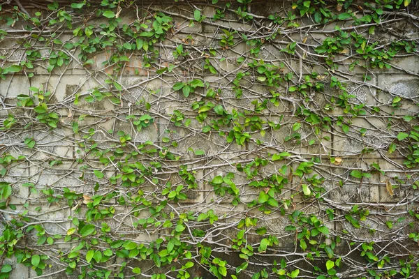Planta verde en pared —  Fotos de Stock