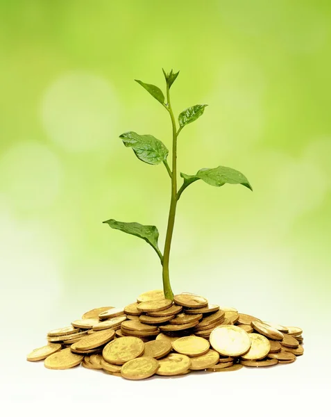 Tree growing on coins — Stock Photo, Image