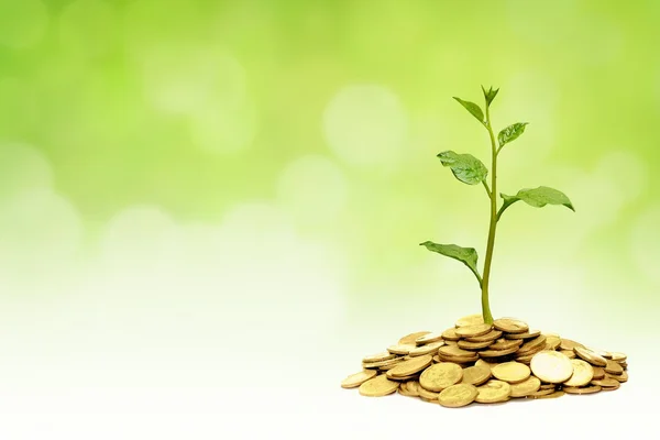 Tree growing on coins — Stock Photo, Image