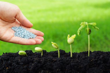 Hand giving chemical fertilizer to plants clipart