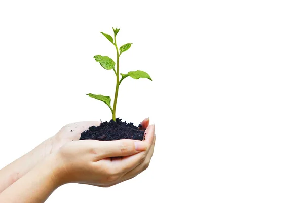 Duas mãos segurando plano verde — Fotografia de Stock