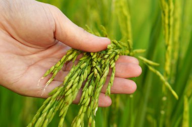 Pirinç Filiz dokunmadan el