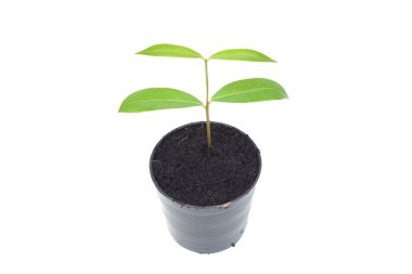 Büyüyen ağaç izole