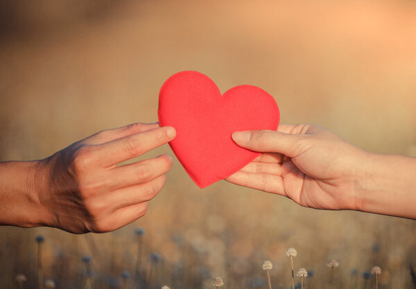 Heart in hands on field background