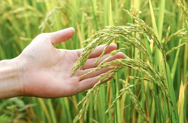 Mão tocando broto de arroz — Fotografia de Stock