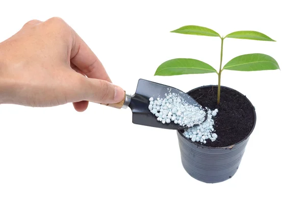 Hand fertilize growing tree in flowerpot — Stock Photo, Image